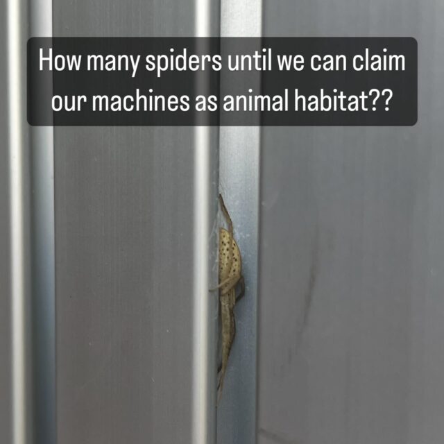 And does anyone know what kind of spider this is? Is our bear spray safe?!?!