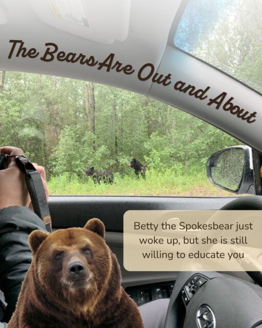 It’s spring, and we’re starting to see bears out and about in Wyoming and Montana! Education and preparation are some of the most important tools to recreating safely (and having fun) in bear country. Let’s refresh your memory and get ready for some amazing national park trips this summer! 🐻
• Both grizzly and black bears are present in Glacier, Yellowstone, and Grand Teton National Parks
• Spring and early summer are prime time for hungry bears fresh out of hibernation, and sows (female bears) with young cubs. Stay extra aware and never get between a mom and her cubs!
• Even if you are watching bears from the roadside, always bring bear spray when you exit your vehicle.
• Help out your National Park staff by following all parking regulations. Don’t be the guy who leaves his car in the middle of the road to take a picture.
• Save yourself some trouble and embarrassment and never leave food unattended in a backpack, on a picnic bench, or in your truck bed. Bears have excellent noses and can come looking for your unattended snacks. And rangers give excellent citations.