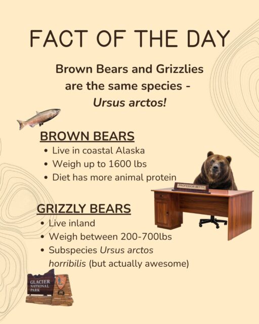 Did you know? Brown bears and grizzlies are actually the same species, Ursus arctos, found in different areas. The larger coastal Alaskan bears are called brown bears, while those living inland are called grizzlies (subspecies Ursus arctos horribilis, which makes us think we should have been in charge of naming bears). Alaskan brown bears tend to be larger, topping out at around 1,650 pounds versus a grizzly’s 200-700 pounds ⚖️. Brown bears also eat more animal protein such as salmon 🐟 and have slightly different coloring. Have you seen both subspecies? Let us know!