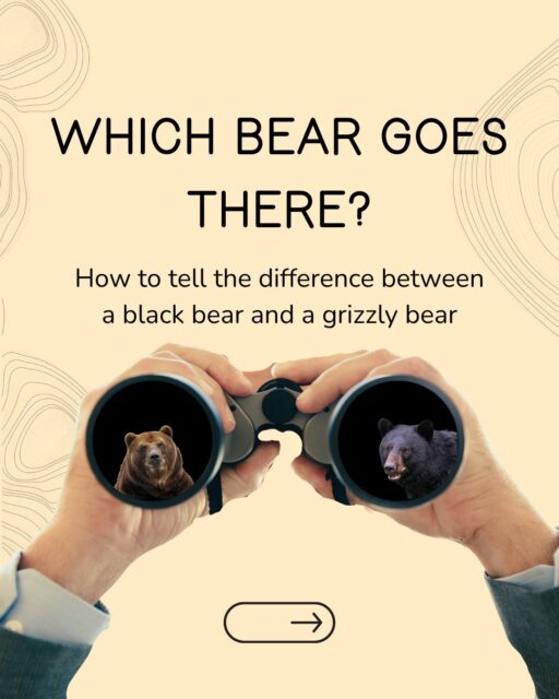 If you come from a place that either doesn’t have bears, or is home to only black bears, you might never have carried bear spray. You might also be wondering how the heck you’re supposed to tell the difference between a black bear and a grizzly bear. Bear university is in session! Here are a few ways to be the smartest person on your trip and ID a bear.

Visual differences:
- Shoulder Hump: Grizzly bears have a muscle mass on their shoulders that allows them to dig and strike with their paws more effectively. This is the distinctive ‘shoulder hump,’ which black bears lack, and our favorite way to ID a bear from afar.
- Rump: When walking, a grizzly’s rump will appear lower than its shoulders, whereas a black bear’s rump will be higher.
- Face and ears: A grizzly’s snout will appear ‘dished’ in side profile, while a black bear’s will appear straighter. Black bears have larger, more oval-shaped ears, while grizzlies have smaller, rounder ears. 
- Claws: Grizzly bears have much longer claws than black bears - up to 4” long vs less than 2”. We hope you aren’t close enough to a bear to see these. For bear safety information, visit https://bearsprayshack.com/bear-safety/

👀 Do you have a favorite bear sighting memory? Let us know in the comments.