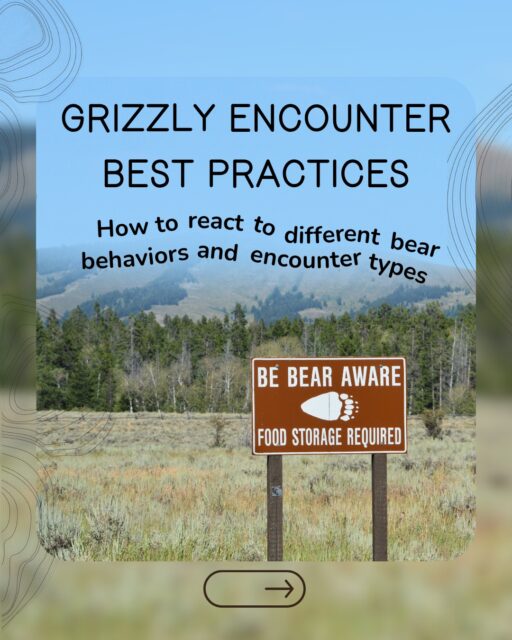 Most of the time, we’re here to tell you that you should carry bear spray in grizzly country, in the very unlikely case you encounter a charging bear. But there are several different situations and behaviors you might encounter!
1. If the grizzly is not looking at you, and does not appear interested: Give the bear space and back away slowly in the opposite direction. We know, this may not be the direction you WANTED to go.
2. Agitated/defensive grizzly: Stand your ground, hold your bear spray at the ready with the safety off, and discharge it if the bear comes in range. If the bear does not approach further, speak calmly until it moves away.
3. Charging grizzly: Deploy your bear spray! If the bear makes contact with you, go face down on the ground, covering your head and neck.
4. Predatory or curious grizzly (slow approach, or following you): Stand your ground, wave your arms and shout aggressively, prepare your bear spray.
5. Grizzly entering your tent: Fight back and deploy your bear spray towards its face.
Keep in mind that the National Park Service has different recommendations for dealing with grizzly vs black bear behavior. These tips are for grizzlies, from the Interagency Grizzly Bear Committee.