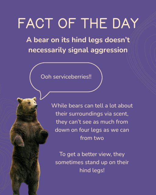 We wanted to dispel some misinformation that we’ve seen circulating about grizzly bear behavior. Hikers in Grand Teton recently posted a video of a grizzly they encountered on a trail in the northern end of the park. The bear was standing on its hind legs, and the hikers assumed this was aggressive behavior. This is totally understandable! But we wanted to give future hikers some helpful intel about this bear behavior. Because bears walk on four legs, they don’t have as good a view of their surroundings as we do on our two legs. To get a better view, bears sometimes stand up on their hind legs! An attacking or charging bear would most likely be on all fours with its head down.