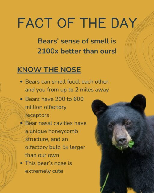 A bear's sense of smell is 2100 times better, and the area inside their nose is 100 times greater, than ours! They can detect scents up to 2 miles away. When you’re hiking in Yellowstone, the bears know if you forgot to put on deodorant today and that the sandwich in your backpack is a lukewarm tuna melt (and they’re judging you for it, because gross). This doesn’t mean you will never surprise a bear, though! Always err on the side of caution - carry bear spray, make noise, and hike in groups when in bear country.