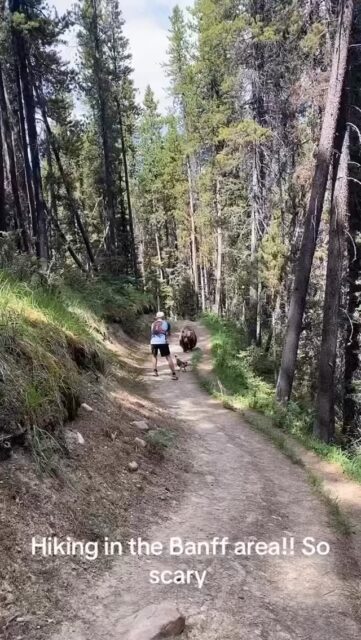 ❌ This video by hikers in Banff is an example of what NOT to do when a grizzly follows you down the trail. A couple and their dog encountered a well-known grizzly on the Taylor Lake Trail earlier this month, and have subsequently been charged by Parks Canada for having their dog off-leash. Here’s the rest of our ‘what not to do’ roundup:

1. The two hikers are separate: Best practices are to group up.
2. They didn’t try to get off trail (at least, this is not shown): When you first see a bear, you should back away slowly, move well off the trail, or wait at a safe distance for it to move on.
3. The hikers are retreating while the bear is following them: Parks Canada’s bear safety guidelines state that if a non-defensive bear (which this is) follows you, stop and stand your ground, and shout and act aggressively to try to intimidate the bear. The pair did yell, so points for that.
4. The hikers turned their backs to the bear: Even if retreating were the right call in this situation (it isn’t), the hikers should not have turned their backs on the bear while walking away.
5. The dog is off leash: Dogs can easily escalate an encounter to deadly levels, Parks Canada requires them to be on a leash of 3 meters or less. Per their website, visitors should, “Keep your dog on a leash and under physical control at all times. We recommend leaving your dog at home if you plan to camp, hike or go into the backcountry. Dogs can trigger aggressive behaviour from wildlife.”
6. They did not deploy bear spray: Because the bear approached very closely, the hikers should have deployed their bear spray. The noise might have scared the bear off, and bear spray lingers in the air, so the bear would have walked into a low dose of bear spray. Both scenarios could have safely ended the encounter.