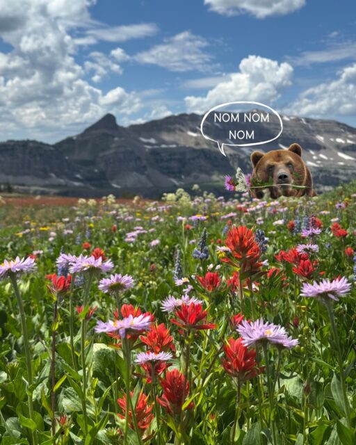 🌻 We love to see wildflowers while hiking, and bears like them too! Grizzlies are known to eat many flowering plant species - some of the more common ones you might see include allium, arrowleaf balsamroot, beargrass (who wouldn’t eat the plant named after them?), camas, clover, cow parsnip, dandelion, and fireweed. Always be aware of your surroundings while recreating in bear country, even while you are re-enacting the Sound of Music in a wildflower meadow.
