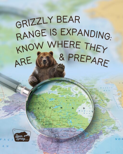 Most of the United States is not home to grizzlies. But that wasn’t always the case. Prior to Europeans arriving in North America, an estimated 50,000 grizzlies roamed the continent from Alaska to central Mexico. However, by 1975, fewer than 1000 remained in the lower 48. Why? Settlers saw grizzlies as a threat to human and livestock safety, and the government even funded their eradication. That year, grizzlies were listed as ‘threatened’ under the Endangered Species Act. Since then, they’ve been de-listed and re-listed several times. 

The US Fish and Wildlife Service estimates that there are currently about 1,923 grizzlies in the lower 48. 727 of these live in the Greater Yellowstone Ecosystem (which includes Yellowstone and Grand Teton National Parks) and an estimated 300 live in Glacier National Park. 

This range expansion is a good thing! It also means that you might encounter a bear in places you wouldn’t have just 10-20 years ago. Always plan ahead: Know if you will be traveling in bear country, and if so, carry bear spray.