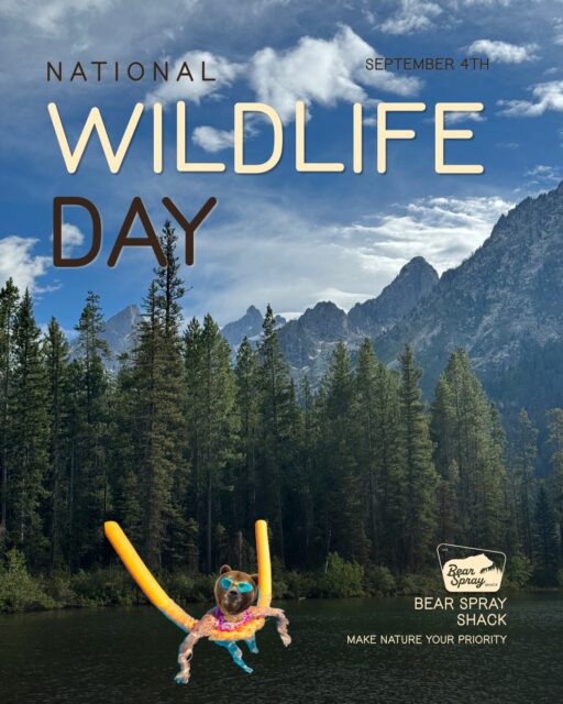 Tomorrow is National Wildlife Day! If you’re following us, we assume you’re passionate about bears, and hopefully other wildlife too. But your love of wildlife doesn’t have to be concentrated to September 4th. You can learn, participate, and advocate for conservation all year long.

📖 Learn: What are the local and national wildlife issues you care about? Who has accurate and digestible information? Start small by finding resources, conservation organizations, and research happening near you.
🌲 Participate: You can volunteer on public lands near you to help maintain infrastructure like trails, restrooms, and trash cans, participate in habitat restoration projects or a trash pick-up day. All these actions mitigate our impacts on wildlife habitat. There might even be a wildlife rescue or rehabilitation center near you that accepts volunteers! 
📣 Advocate: This doesn’t have to be big. Advocacy can look like supporting local groups working towards educating the public or providing tools to encourage better human-wildlife interactions. It could be speaking up in a meeting about designating open spaces or conservation easements. For example, Wyoming Wildlife Advocates recently put out a call for volunteers, which involves distributing bear resistant tools to the community and discussing conservation issues at public events.