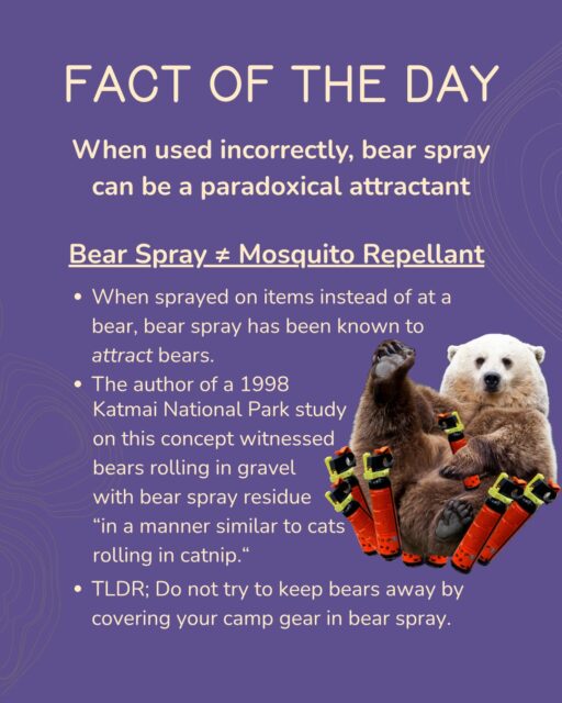 When sprayed on items instead of at a bear, bear spray has been known to attract bears to the area. This is one of many reasons bear spray is NOT used like mosquito repellant. A study by Tom Smith (he’s our guy) in 1998 in Alaska's Katmai National Park showed that Brown Bears were actually attracted to sites where bear spray had been previously deployed. Smith witnessed bears rolling in gravel with bear spray residue “in a manner similar to cats rolling in catnip.”🙀 All this to say, please do not attempt to deter bears by covering your belongings in bear spray. 

Check out our "How to Use Bear Spray" page to learn the proper technique: https://bearsprayshack.com/how-to-use/