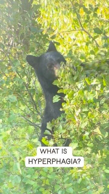 🍁 Fall is one of the best times of year to see bears, and it’s all because of hyperphagia. No, it’s not another parasite on your lettuce. It’s hibernation preparation!
🍽️ Hyper = over/extreme, phagia = hunger/eating
🫐 In late summer and early fall (now!) bears enter a period of increased food consumption before they hibernate for the winter. On average, bears need 20,000 calories per day during this time to adequately prepare. This is 10x the amount of calories they need in the spring and summer. Think 78lbs of blueberries or 25,000 caterpillars. Yum.
• Food availability influences bear populations more than just the classic “less food = less animals survive” concept. Bears have what is called ‘delayed implantation’, meaning they mate in the spring, but embryos don’t implant in the sow’s uterine wall until fall. The fat reserves a sow has directly influences this implantation - not enough, and the bear won’t have cubs. 
• Bears are on a mission to gain as much weight as possible before entering their dens - up to 4 pounds per day! By the time a large grizzly enters its den in the GYE, it can weigh up to 600 pounds.
• Bears will be foraging and looking for food up to 22 hours a day and can be more aggressive during this time. Not only are they sleep deprived - they are also protective of vital calories. And, they might be so focused on food they may not notice you there.
• According to the Bridger-Teton National Forest Bear Ambassador Gene Palos, roadkill and people present the biggest potential conflicts for roadside bears. Friends of the Bridger Teton writes “While a dead carcass is natural food for a bear, having bears near the highway feeding makes them more likely to be struck by cars and come into contact with humans.”

📷 This video was filmed from inside a vehicle, using binoculars for a closer look.