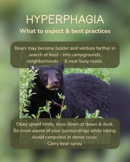 What to expect in national parks and gateway communities during hyperphagia:

🐻 Bears may become bolder and venture farther into new areas in search of food. You might see them more frequently on trails, in campgrounds and neighborhoods, and near busy roads.
🐻 Be patient at this time of year. While park visitation is lower overall, traffic jams due to wildlife sightings can be long. Remember to follow wildlife management’s instructions.
🐻 Best practices for staying safe and seeing bears:
• Driving: Obey park speed limits and slow down at dawn and dusk, when wildlife is most active. A bear was recently struck and killed by a vehicle on Teton Pass. Use your high beams at night (unless someone is coming towards you in the other lane!!) as wildlife will often be in the roadway or standing on the white line.
• Hiking: When the bears are hyper hungry, you need to be hyper aware. Don’t hike or run with headphones in the backcountry, travel in groups of 3 or more, and speak loudly or shout “Hey Bear!” Double bag food and pack out all trash.
• Camping: Secure food and scented items at your campsite either in a bear box or bear canister. Avoid campsites in dense cover and cook meals away from your sleeping area. Don’t throw leftovers or any food residue into your fire pit and burn it - bears can still detect and be attracted to this scent! Instead, throw away all scented trash and food debris into a bear-proof trash can.
• Carry bear spray.