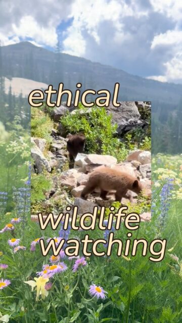 You’re driving down the park road when you see a brown blob out of the corner of your eye - it’s a bison! It’s a bear! Oh, maybe it’s a stump. Here are some tips for ethical wildlife and stump-bear viewing:
• Keep a safe distance from all wildlife - this is at least 100 yards from bears and wolves, and 25 yards from all other animals. Take binoculars or even a spotting scope for a better view from a safe distance. Do NOT get out of your car if the wildlife is too close!
• Pull your vehicle completely off the roadway - park with all four tires fully over the white line.
• Don’t stop your vehicle in the middle of the road to observe wildlife.
• Don’t honk at wildlife - be patient and let the bison cross the road. And, don’t block wildlife access to cross the road. Be observant of where the animal appears to be heading and allow it to pass.
• Don’t try to entice wildlife closer or call out to it. This is not a “here, kitty kitty” situation.
• Follow the instructions of rangers and wildlife management volunteers. If they say to keep driving, even if you heard there is a bear nearby, you must keep driving.