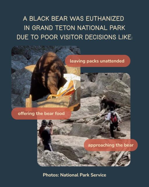 You may have heard the phrase “a fed bear is a dead bear”. This comes from the way bears are managed after negative interactions with humans, or due to our carelessness. Bears learn - if a bear is able to access human food, it will return and attempt the same thing. This often leads to human-bear conflicts and either relocating or euthanizing the bear. This month, a bear frequenting the Delta Lake area in Grand Teton National Park was lethally removed. Hikers repeatedly offered the bear food, and it learned that approaching people resulted in food rewards. The bear then became unusually difficult to haze and continued to approach people. Grand Teton previously cited multiple visitors for food storage violations, and approaching wildlife, related to this incident. 

The park stated: “This bear was lethally removed because of poor decisions made by park visitors. It is everyone’s responsibility to help keep bears wild.” This was preventable, and the outdoor community can do better. If you are visiting bear country, remember that careless actions can make you more dangerous to bears than they are to you.