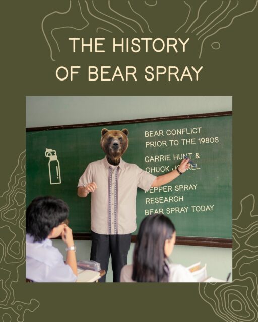 Bear spray is common now, but it was invented less than 50 years ago.
• After college, zoology graduate Carrie Hunt spent 3 seasons in Yellowstone National Park working with the Interagency Grizzly Bear Study Team. During this time, she witnessed many bears get relocated and then euthanized after conflicts with people. She decided she needed to return to school to do something to help the bears.
• In 1981, Hunt joined the University of Montana as a graduate student, working with biologist Chuck Jonkel. Her goal was to find a way to deter bears from entering campsites at night, which at the time was the number one cause of human fatalities from bear attacks.
• Hunt discovered that Halt, a capsaicin-based pepper spray originally used by mailmen to deter dogs, turned away every bear in her research. Because Halt could only spray 6 feet, Hunt then worked on a longer spray range.
• Bill Pounds, who later founded Counter Assault, helped Hunt develop a prototype with a 20 foot long, 3 foot wide spray range.
• Human injuries from bears have decreased from 45 per year in the 1960s to 1 per year in the 2000s. The number of bears who have been removed or euthanized has also decreased significantly, from 37 bears (33 black bears and 4 grizzlies) per year in the 1960s to less than 1 bear total per year in the 2000s.
• Where is she now? In 1996, Hunt founded the Wind River Bear Institute, where she still works training Karelian bear dogs. These dogs are ‘Wildlife K9’s’, a non-lethal bear deterrent (like bear spray), and are used to safely push large and/or aggressive wildlife away from areas of potential human conflict.