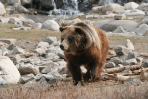 Brown Bear