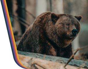 Brown bear