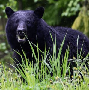 Black Bear in Bear Country
