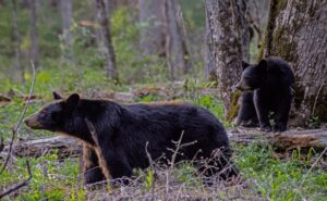 Identify black bear