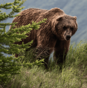 Wyoming Brown Bear