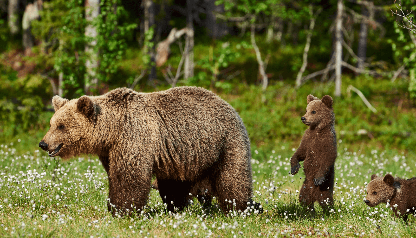 Identify grizzly bear