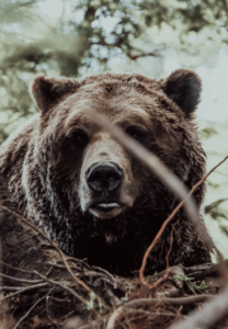Grizzly Bear