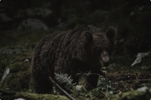 Grizzly bear outdoors