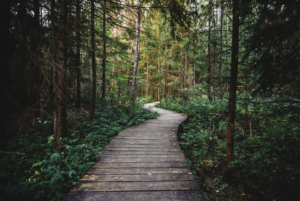 Path through the woods