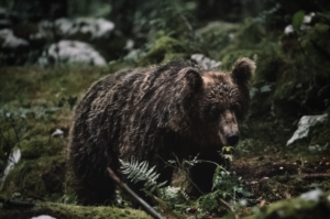 Bear in the woods