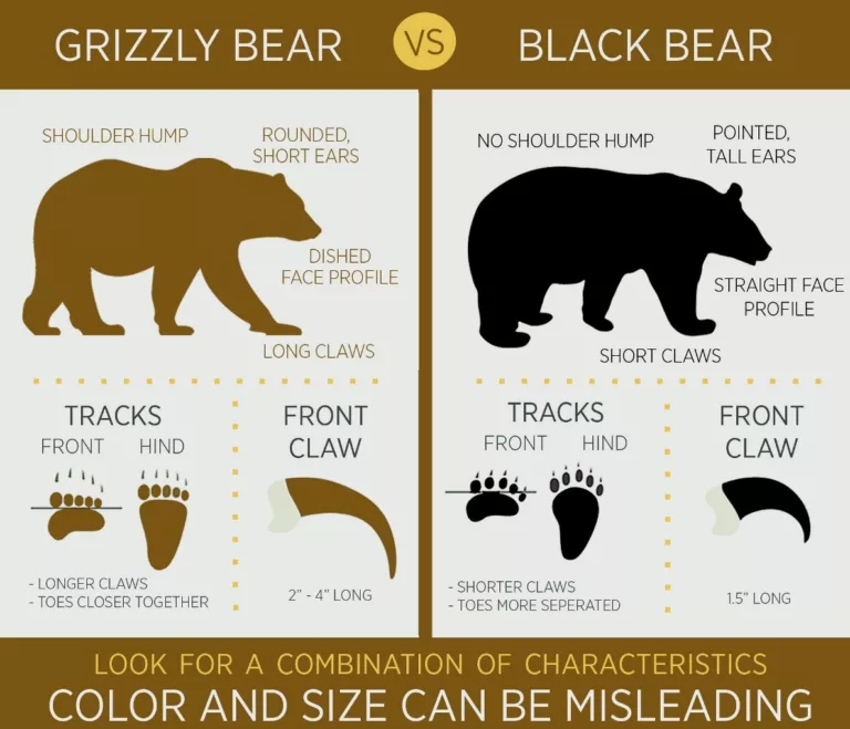 Grizzly Bear vs Black Bear