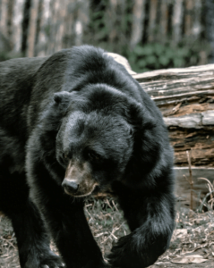 Bear