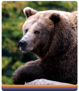 Yellowstone bear