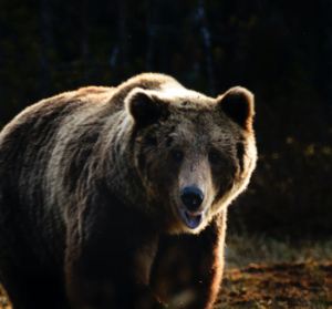 Grizzly Bear Safety